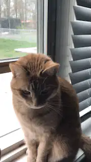 orange tabby cat sitting on window sill