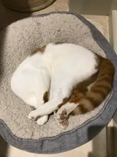 sleeping cat in pet bed