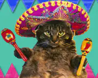 cat in sombrero with maracas