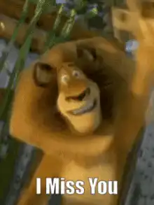 Alex the Lion I Miss You