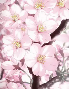 pink cherry blossom flowers