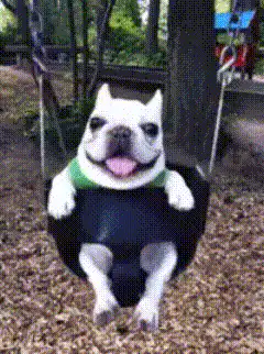 French bulldog on swing