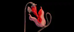 morphing flower into skull