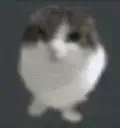 blurry cat