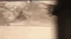 Raccoon standing on hind legs