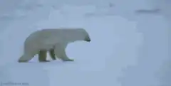 Polar bear falling through snow