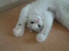 white cat holding bitcoin
