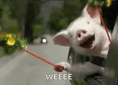 pig saying weeee