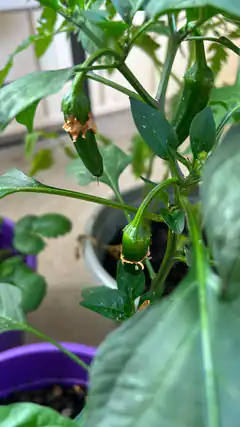 green chili peppers on plant