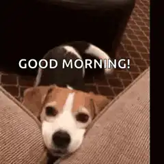 Good Morning Dog