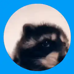 Raccoon pawing at glass