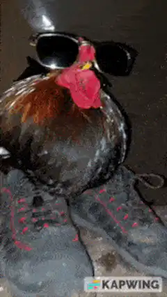 Cool rooster with sunglasses