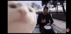 Cat headbanging to man playing drum