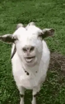 Goat sticking tongue out