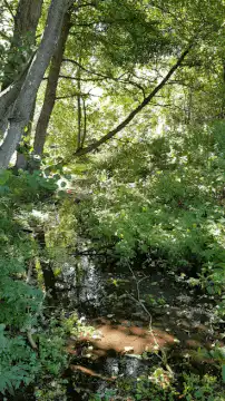 Sunlight filtering through forest trees over a stream