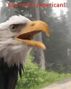 Bald Eagle Says You're An American