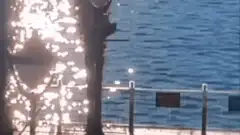 sparkling water and tree