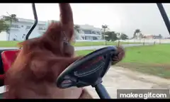 orangutan driving golf cart
