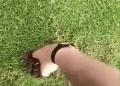 Hand pulling a rat from grass
