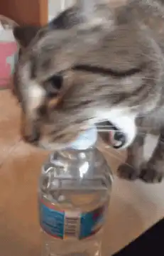 cat drinking from water bottle