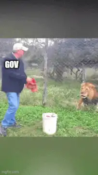 Gov throws meat to lion, lion eats it
