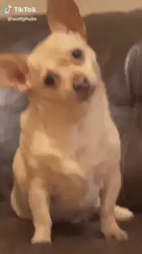 Chihuahua wrapped in Christmas paper