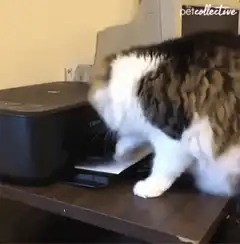 cat stuck in printer paper