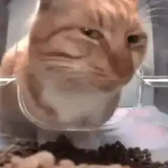judgy cat in a bowl