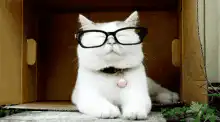 Cat takes off glasses