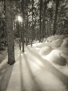 sunlight through snowy forest trees