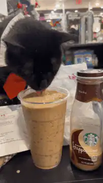 Black cat licks iced coffee