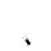 bug crawling on white background