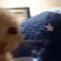 blurry cat face close up