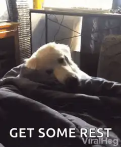 dog gets under blanket to rest