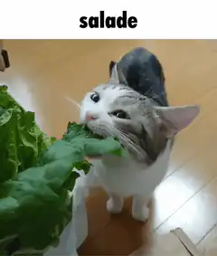cat eating lettuce