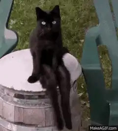 Black cat sitting on a barrel