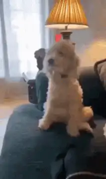 fluffy white dog sitting on couch