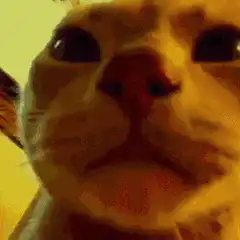 Color changing cat face