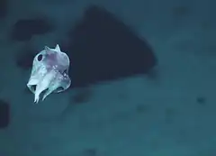 Cute baby octopus swimming