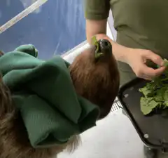 Sloth eating greens upside down