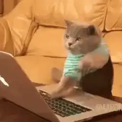 Cat typing on laptop