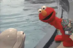 Elmo kisses a beluga whale