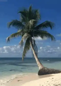 palm tree on beach