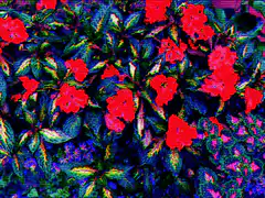 psychedelic red flowers