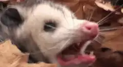 Opossum screaming and hissing compilation