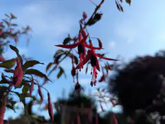 Red Fuchsia Flowers Against Blue Sky