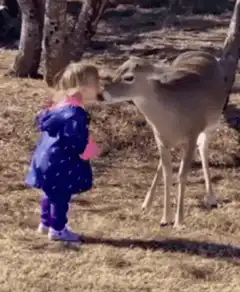 Toddler kisses deer