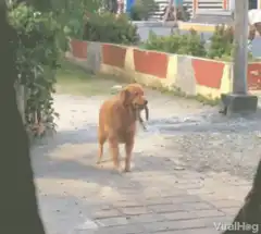 Dog walking with a shoe in its mouth