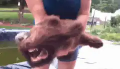 Person holding a growling brown dog