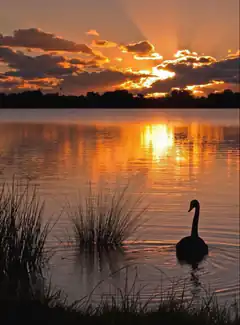 swan swimming at sunset